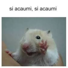 Hamster fofinho levantando a pata em saudação, com texto acima dizendo 'si acau mi, si acau mi'. Imagem divertida e expressiva.